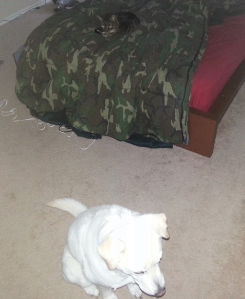 12-31-13 01 Toby took the bed Cropped adjusted